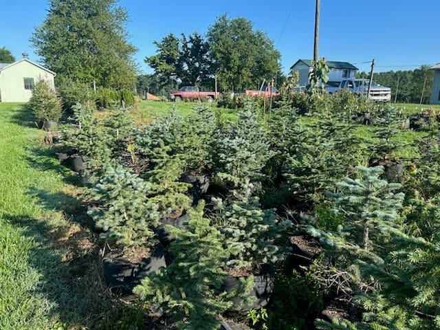 Living trees growing at Loudoun Nursery